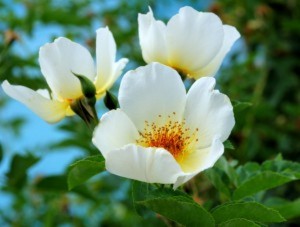 GOLDEN WINGS (floribunda)